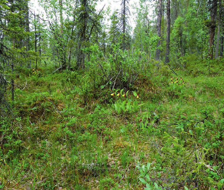 figur 11. Grupp 19 21 sedd från öster. Glest trädbevuxen myr belägen omedelbart nedanför det sluttande området, med vitmossa och en del starr. Clumps 19 21 seen from the east.