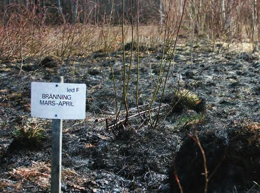figur 3. Vårbränd försöksyta i Sättra ängar, dels direkt efter bränning i april 2011, samt samma yta i början av juli 2011. foto: Per Milberg (ovan), Brenda Akoto (nedan).