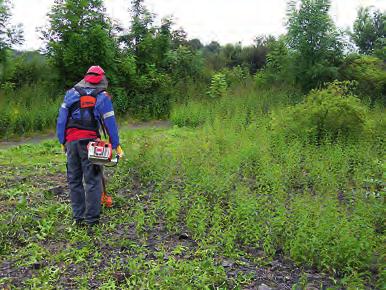 Invasiva arter skapar enorma naturvårdsproblem på många håll i världen. Också i våra trakter uppmärksammas problemen alltmer.
