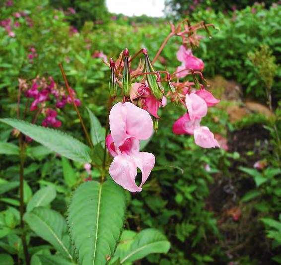 fgur 1. Jättebalsaminens blommorna varierar i färg från rött till nästan vitt. Blommorna är tre fyra centimeter långa, har en kort spetsig sporre och producerar rikligt med söt nektar.
