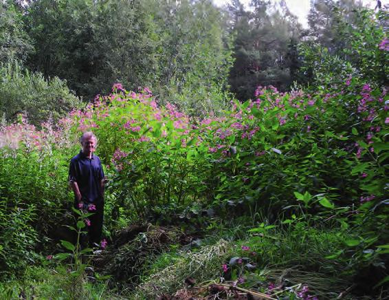 figur 2. Högväxt och väl etablerat bestånd av jättebalsamin nära odlingslotter i Umeå. I kommunen finns en skylt som borde sättas upp på fler ställen.