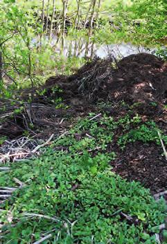 natur, men vi måste öka kunskapen om problemarterna och försöka stoppa fortsatt spridning i ett så tidigt skede som möjligt.