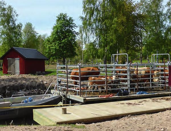 figur 2. Dikor med kalvar på väg att skeppas över till Onsö i Vänern.