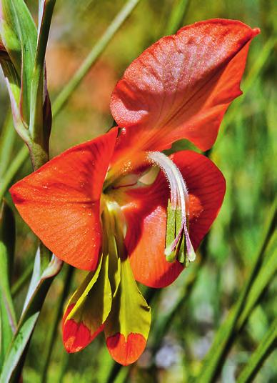 figur 2. Gladiolus alatus (Iridaceae). Nära Algeria, Västra Kapprovinsen, Sydafrika. foto: Jan Thomas Johansson, 13 september 2010.