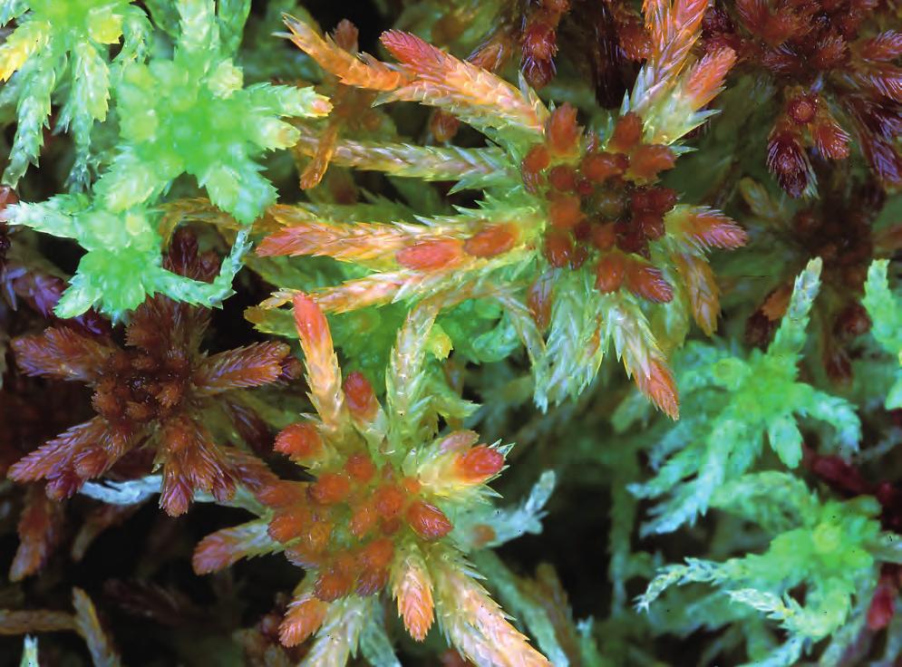 figur 1. Den för Nord-Trøndelag endemiska Sphagnum troendelagicum som syns i mitten på bilden beskrevs som ny för vetenskapen av Kjell Ivar Flatberg så sent som 1988.