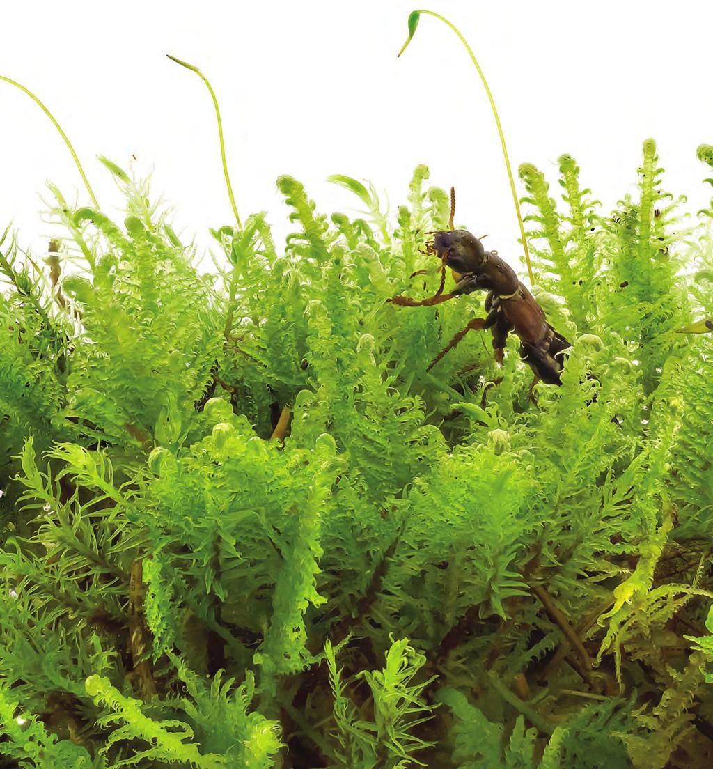 Annons En mossig värld i miniatyr Råttsvansar, guldlockar, fiskekrokar och