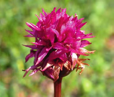Föreningssidor Svenska Botaniska Föreningen Välkomna till Botanikdagarna i södra Lappland! Alla medlemmar hälsas hjärtligt välkomna till Tärnaby 19 23 juli nästa år.