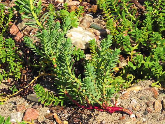 The first Swedish find of Euphorbia paralias was made in August 2014 on the gravelly shore at