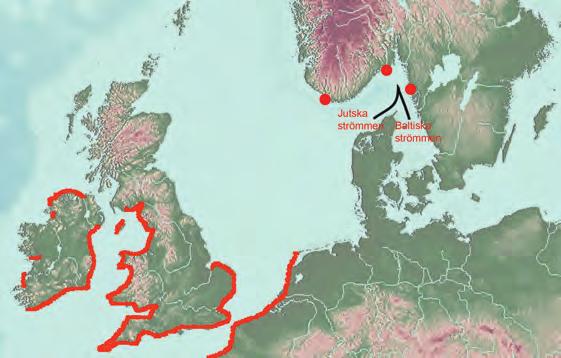 figur 2. Här framgår de båda havsströmmarnas riktning samt fetbladstörelns kända utbredning i norra Europa. Known distribution of Euphorbia paralias in Northern Europe.