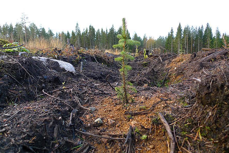 Övervakning av snytbaggeskador i södra Sverige 2010 Uppdrag Skogsstyrelsen Göran