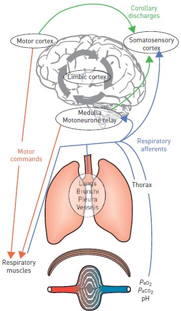 O Donnell et al, Resp