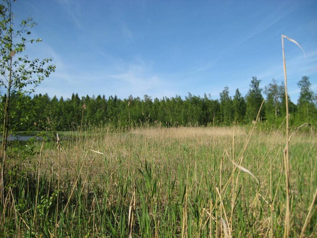 Figur D.4. En obebyggd strand som är rejält försumpad och utgörs delvis av gungfly. I trädskiktet växer glasbjörk (Betula pubescens) och gråal (Alnus incana).