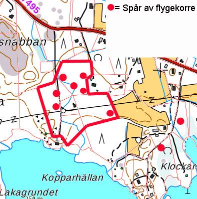 6. Flygekorre Flygekorren räknas som en nära hotad art (NT) enligt den nyaste klassificeringen av våra utrotningshotade arter och den finns även med på bilaga IVa i EU:s habitatdirektiv.