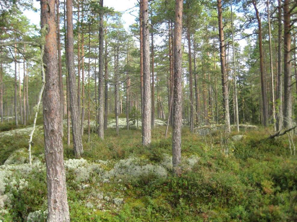 Figur A.2. Ca 30-årig björkskog med enstaka granar som ett underskikt. Buskskiktet saknas och är bortröjt.