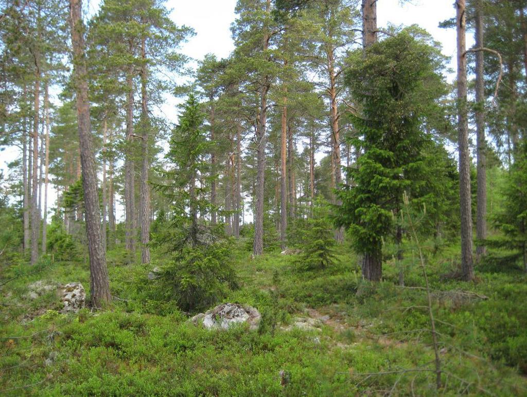 Bild 3. En mycket, grov och gammal över 100-årig tallskog i figur B.2. Figur B.3. Ca 10-årig granplantering där lövträden nyligen är bortröjda.