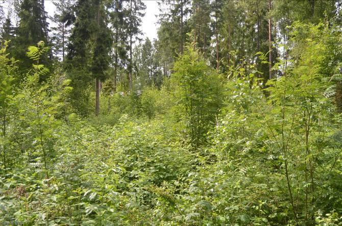 Beskrivning: Gles barrskog med mycket lövsly. Delområde 6 Naturvärde: 4 Datum: 2011-07-04 Biotop: Barrskog. Dominerande trädslag: Gran och tall. Övriga trädslag: Björk och rönn.
