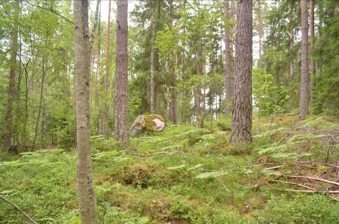 Delområde 5 Beskrivning: Barrskog med mycket blåbär. Fin rekreationskog. Naturvärde: 6 Datum: 2011-07-04 Biotop: Barrskog. Dominerande trädslag: Gran och tall. Maximal omkrets på träd: 115 cm gran.