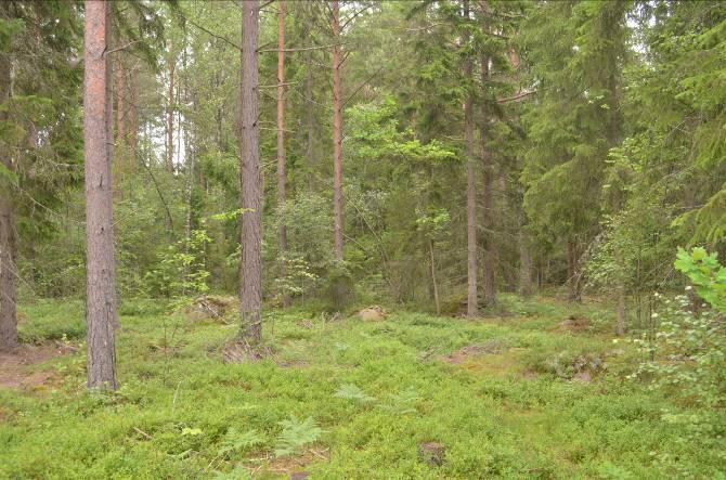 Övriga arter i fältvegetationen: Örnbräken, kruståtel, ljung, ängskovall, vårfryle, veketåg, mjölkört och ekorrbär.