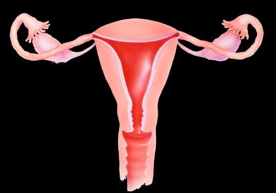 Cervix Hypofysen LH Äggstock Östrogen Gestagen Förtjockar