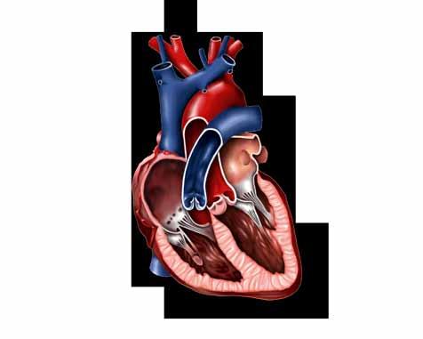 Artär, Ven, Hjärta, Benmärg, Lunga, Hjärna, Lever Röda blodkroppars resa genom kroppen Övning: Gasutbyte En viktig funktion hos kroppens