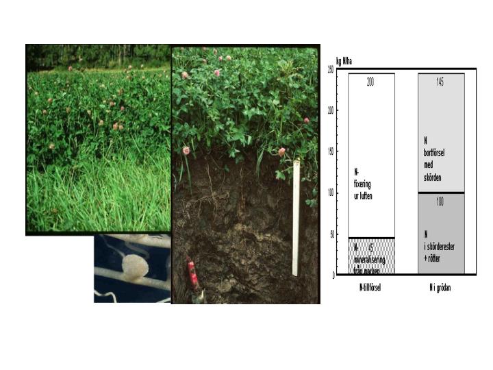 I ekologisk och biodynamisk odling är den fleråriga vallen i växtföljden med kvävefixerande baljväxter och djupgående rötter grunden för kvävförsörjningen till växtodlingen och uppbyggnaden av den