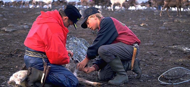 Renskötselåret i en svensk fjällsameby Renskötselåret kan indelas i åtta årstider: Vårvinter (mars-april) I mars-april sker flyttningen från vinterbeteslandet till vår - och kalvningslandet i fjällen.