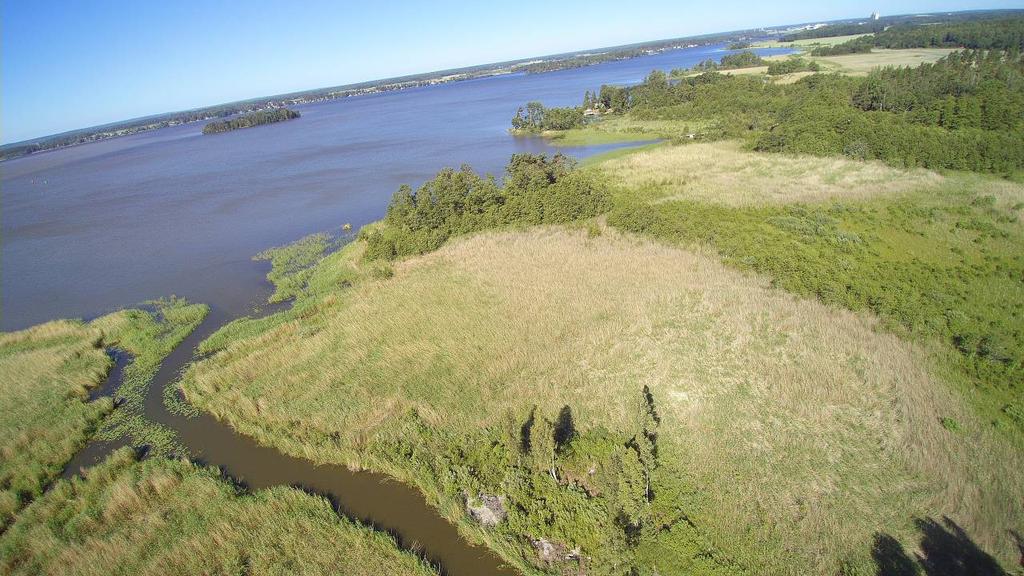 Näringsutsläppen syns av var vassruggarna finns Brett band med vass utmed Köpingsfjärden och utmed åkrarna.