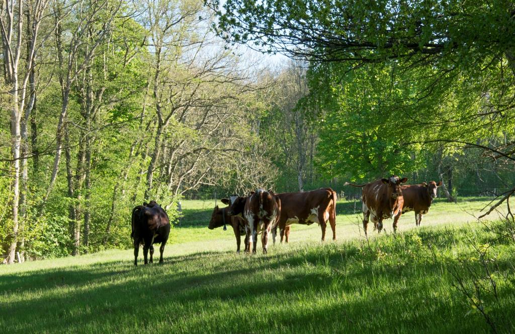 Ekonomi och ekosystemtjänster i gräsbaserad mjölk- och nötköttsproduktion CHRISTEL CEDERBERG MARIA HENRIKSSON HÅKAN ROSENQVIST Foto: