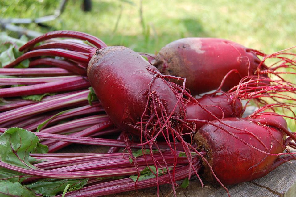 Sveagårdens matsedel 4-10 september 25 september - 1 oktober Måndag Tisdag Onsdag Torsdag Fredag Lördag Söndag Ugnskorv med potatismos och morötter, Janssons frestelse Gräddstuvad lever med kokt