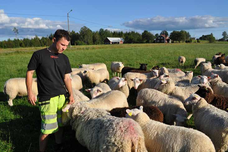 Nils en gigantisk fåraherde i Tveta Tveta är en liten by i socknens sydvästra hörn.