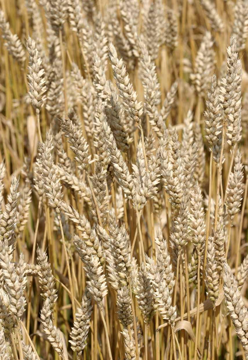 KRAFFT SPANNMÅL KORN Kornets halt av högvärdigt protein är lägre än havrens, bl. a. är halten av lysin mycket lägre. Fetthalten är också tämligen låg, inslaget av fibrer är betydligt lägre än havrens.