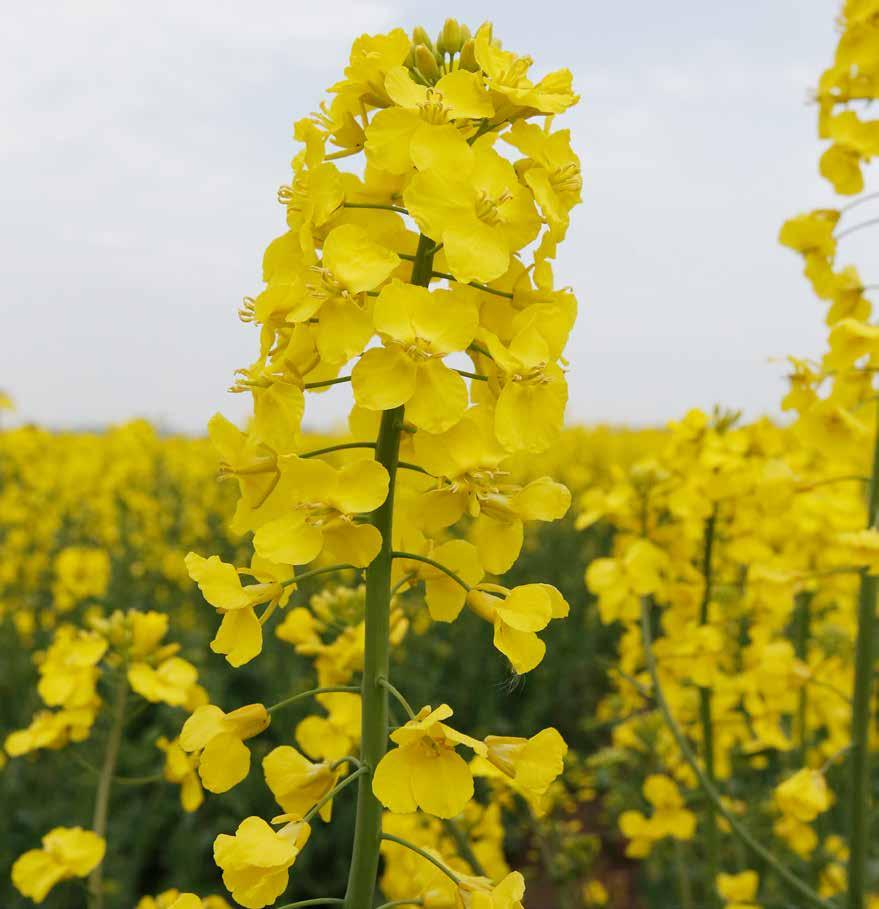KRAFFT SOCKERFODERMEDEL SOCKERFODERMEDEL Dessa fodermedel används oftast för att ge ett energitillskott utan att öka risken för kväveöverskott genom hög tillförsel av protein.