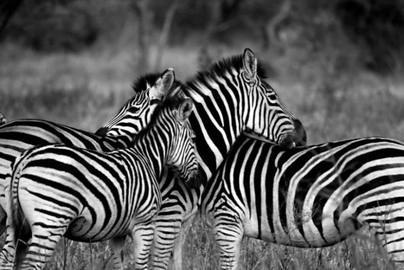 J djur Djur Maria Namn: Zebra Vetenskapligt namn: Berg Zebra Equus Zebra Familj: Hästdjur Längd: Zebrornas kroppslängd varierar mellan 2 och 2,5 meter, och de har en höjd på cirka 1,5 meter Vikt: