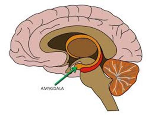 Biologiska faktorer Amygdala överaktivt. Om vi får samma varningssignal flera gånger slutar vi lyssna. En person med FND kan inte släcka ut stressresponsen lika lätt som andra.