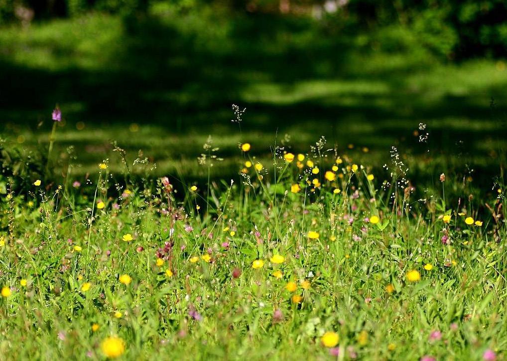 Hållbar utveckling av golfanläggningar kräver ny kunskap Scandinavian Turfgrass and Environment Research Foundation (STERF) STERF är de nordiska golfförbundens gemensamma forskningsstiftelse.