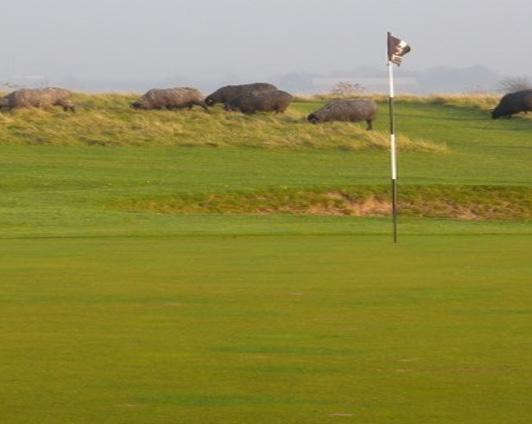 Potential för hög biologisk mångfald på golfbanan Svenska golfförbundet Sverige har knappt 500 golfanläggningar fördelade över landet.