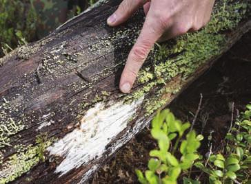 INVENTERARENS KOMMENTAR En högkvalitativ naturlig skog med högt bevarandevärde. Området domineras av tall med inblandning av gran, sälg och björk.