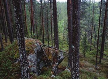 INVENTERARENS KOMMENTAR Gammal stenig och torr tallskog med en tidigare brandhistorik. Några grandominerade partier mellan kullarna.