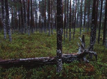 INVENTERARENS KOMMENTAR Torr gammal tallskog med hög påverkan av gamla skogsbränder. Kvalitet och kvantitet av död stående och liggande tall är hög och skogen innehåller en mängd rödlistade arter.