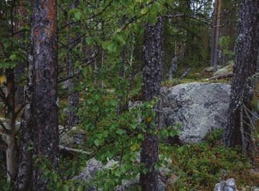 Mängd och kvalitet av både lågor och stående dödved är hög.