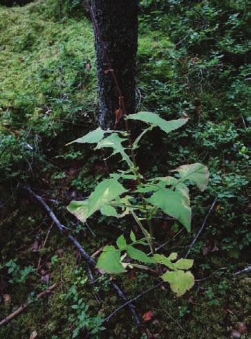 INVENTERARENS KOMMENTAR Väldigt tät, grandominerad, naturligt föryngrad skog med inslag av lövträd.