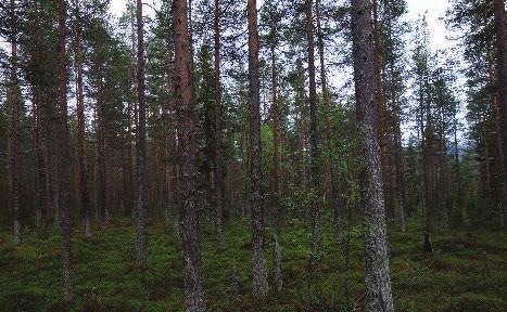 IDENTIFIERADE RÖDLISTADE OCH SIGNALARTER Svenskt namn Vetenskapligt namn Hotkategori Signalart Typisk N-2000 art Vedskivlav Hertelidea botryosa NT Medelgott signalvärde Taiga 9010 Vedflamlav