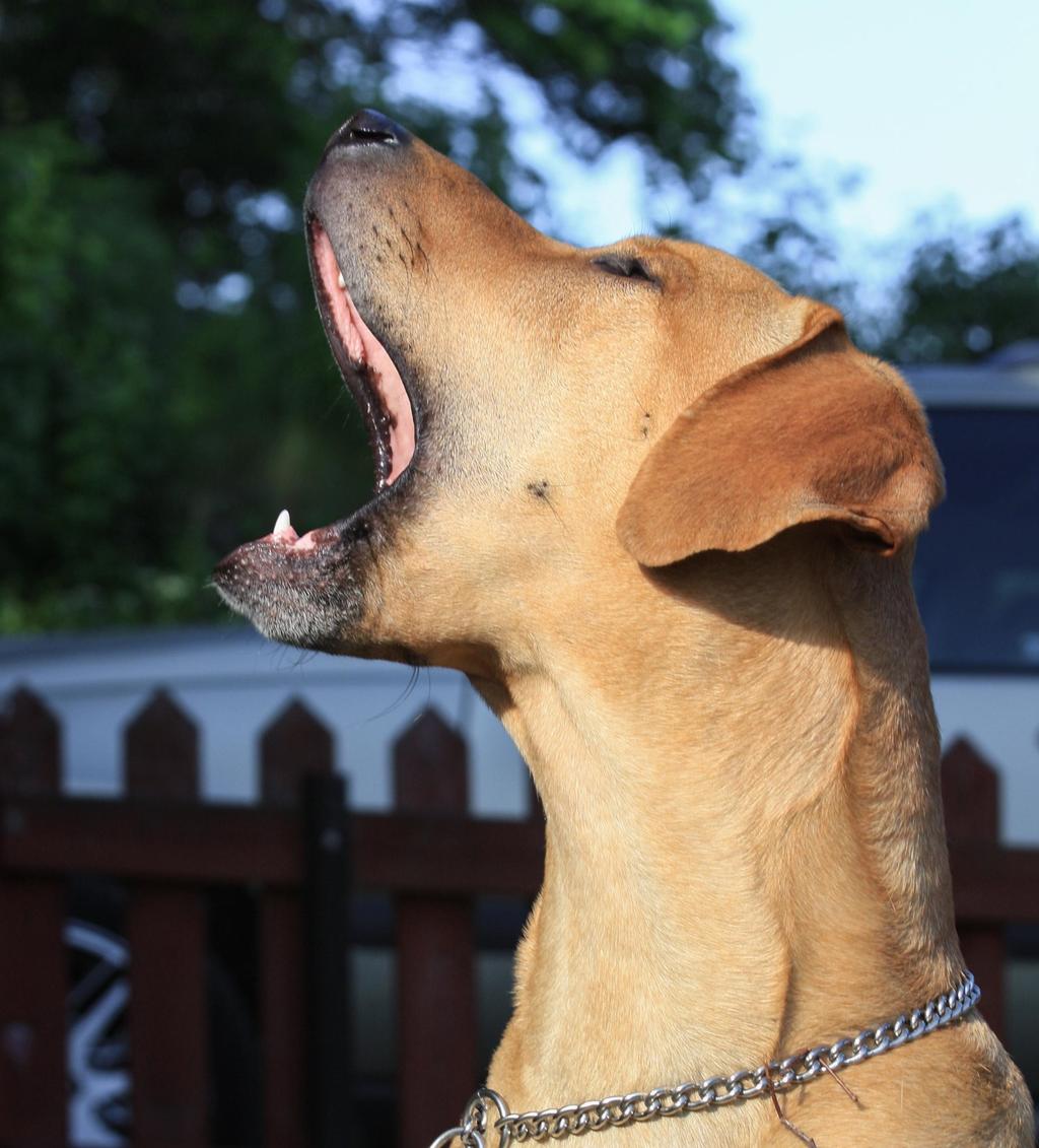 SPECIALKLUBBEN RHODESIAN