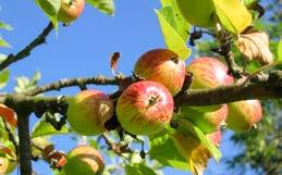 Plats: Hölö bibliotek. Biodling PEXELS.COM Tid: söndag 30 september kl. 10.00 13.00. Plats: Samling vid Farstanäs naturreservats parkering.