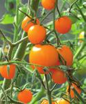 Black Cherry Högväxande tomatplantor som ger fantastiskt goda,
