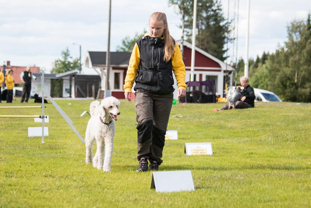 Trixig rallylydnad I rallylydnad följer hundekipaget en bana med 12-20 skyltar som både visar vägen och talar om vad man ska göra.