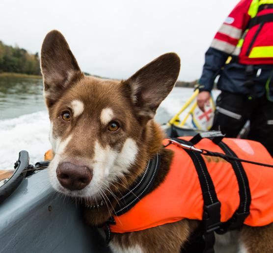 Du lär dig mycket om både dig själv och din hund. Alla hundar som lämpar sig för uppdraget kan delta.