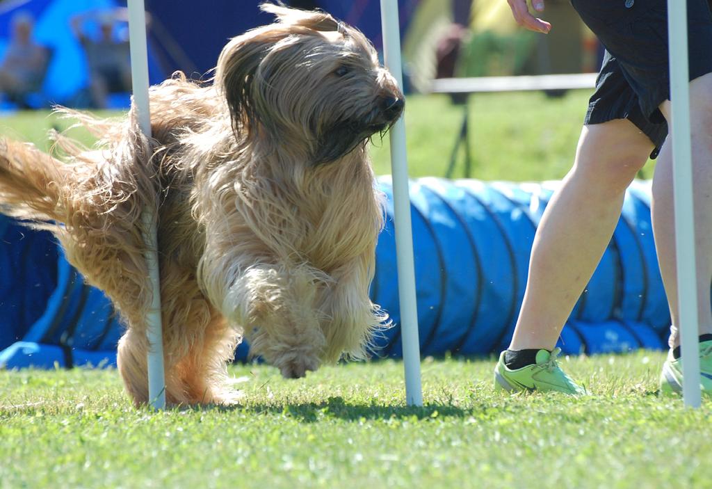 Fartfylld agility Agility handlar om att på kortast möjliga tid och utan fel eller vägringar ta sig igenom en hinderbana. Agility är Sveriges största hundsport.