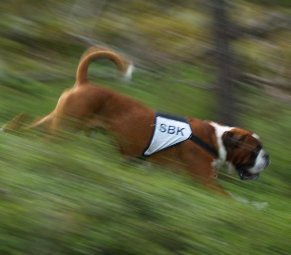 Alla hundar får gå kurs, men bara registrerade hundar får tävla. Specialgrenarna I spår ska hunden följa ett spår på marken efter en människa.