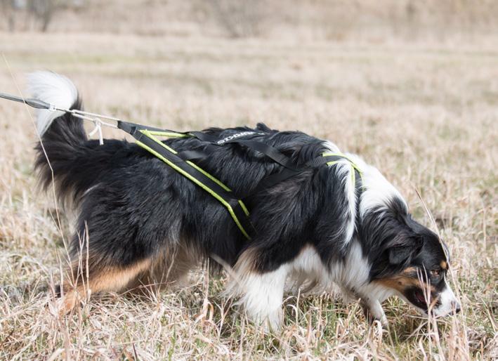 I patrull ska hunden kunna spåra, söka och lokalisera ljud från människor inom ett begränsat område.